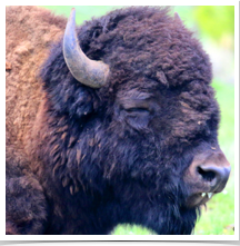 Bison - Roaming Field Bison - Roaming Field
